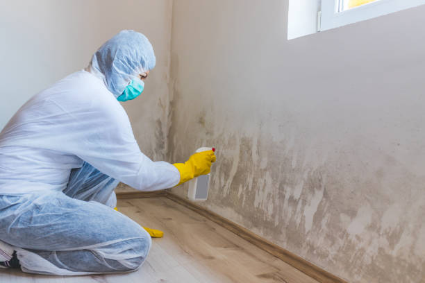 Licensed Attic Mold Removal service in Centreville, MI - WQB Mold Removal