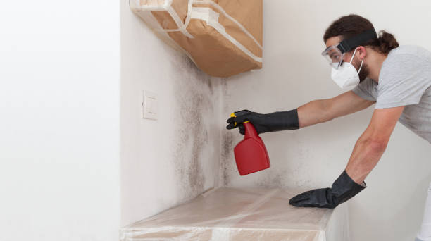 Professional Attic Mold Removal technician working in Centreville, MI