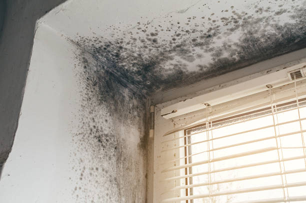 Affordable Attic Mold Removal solutions in Centreville, MI