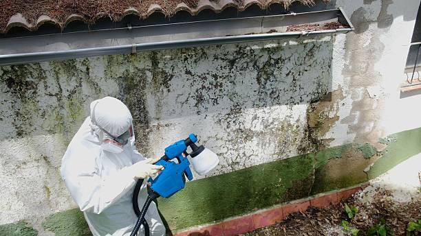 Top rated local Attic Mold Removal specialists in Centreville, MI